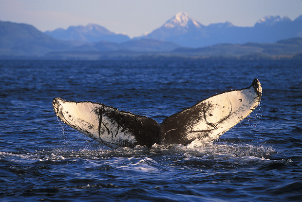 Tail of Whale Z-66