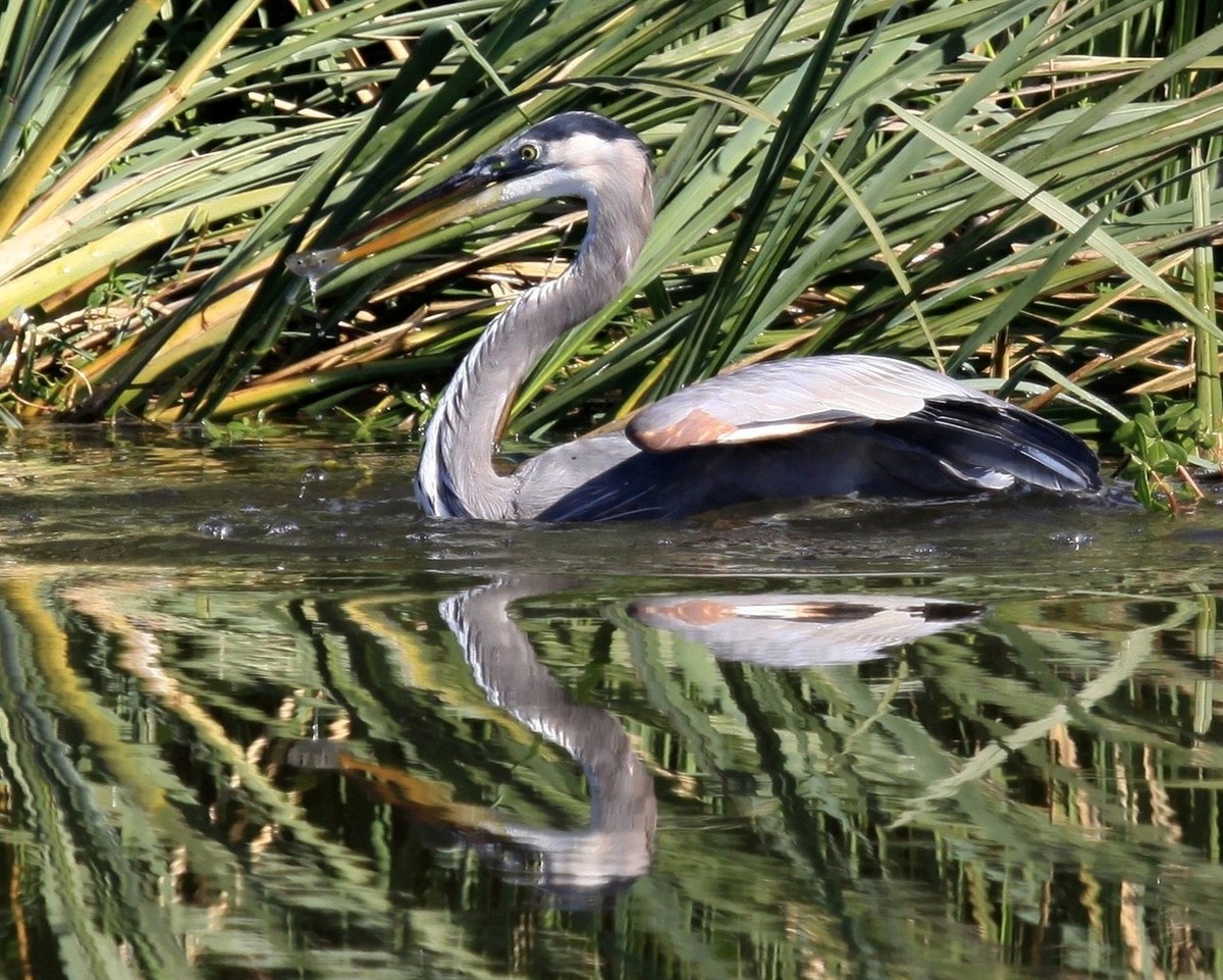 Great Blue Heron