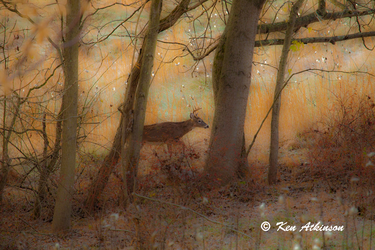 Painted Deer