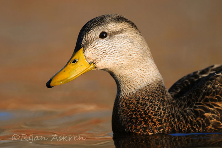 Drake black duck