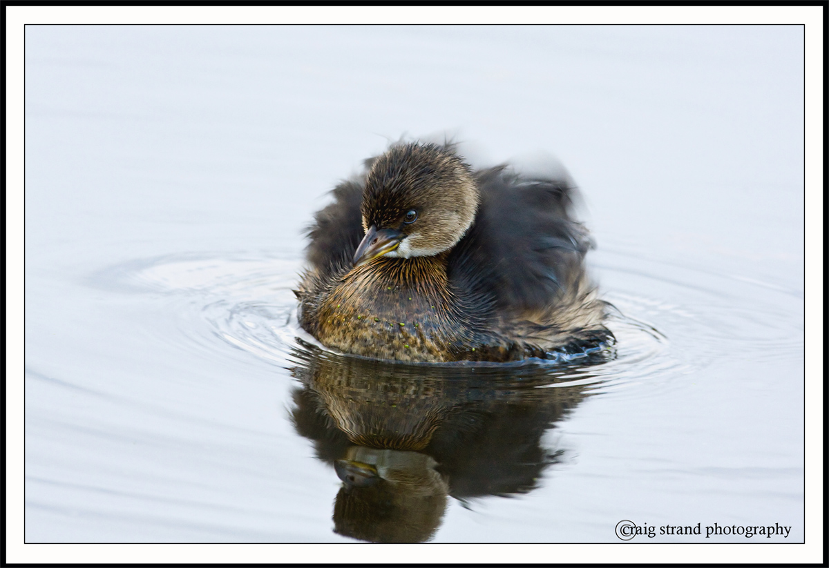 Feather Fluffin