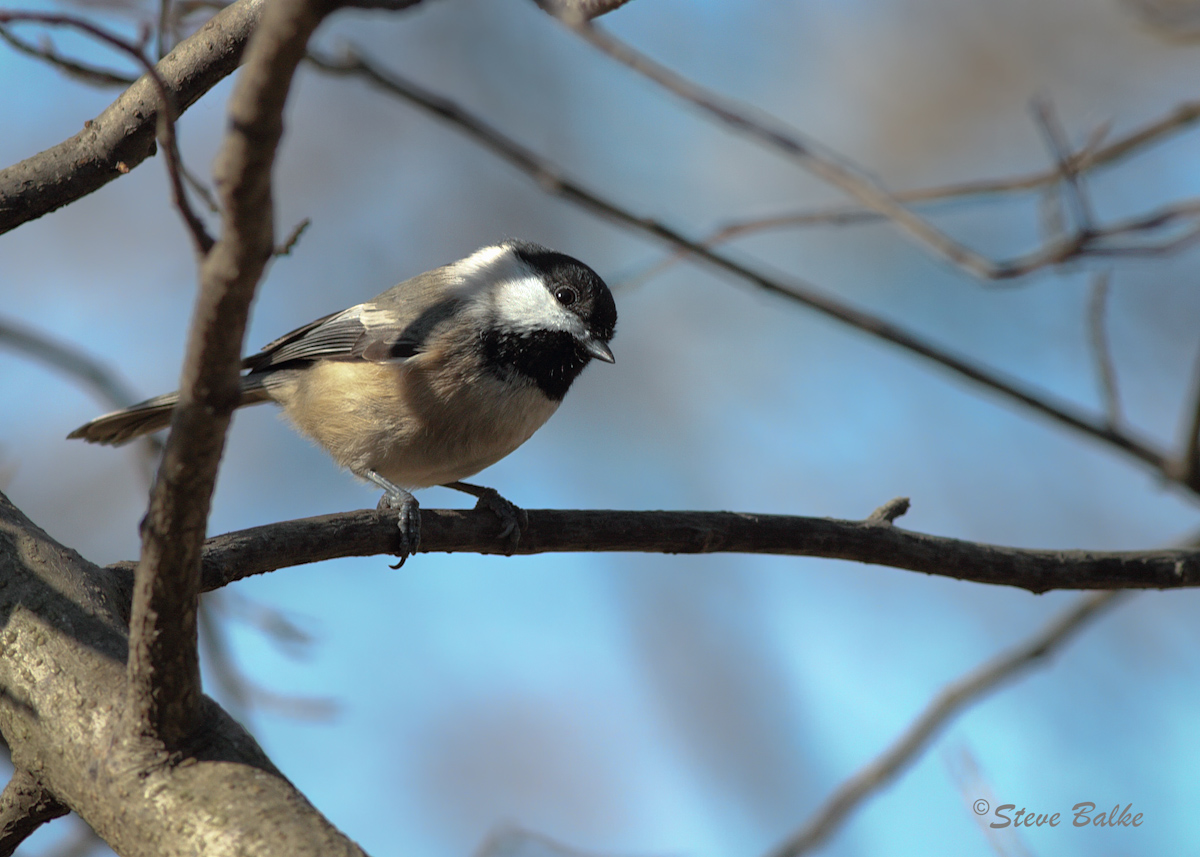 Chickadee+Repost