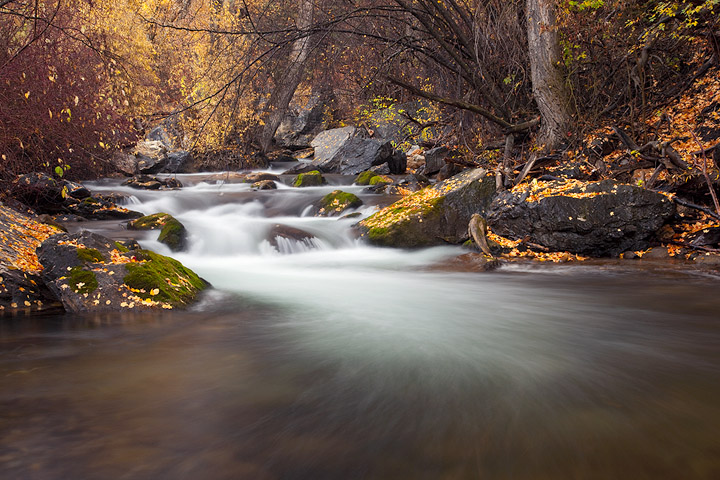 Autumn Dream