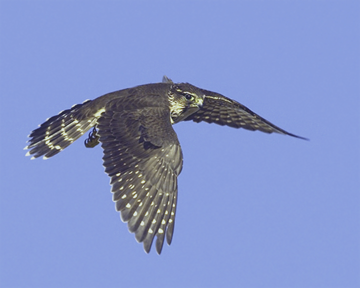 Merlin II