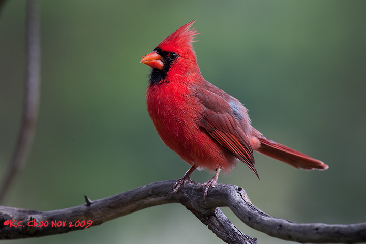 Northern Cardinal (HI)