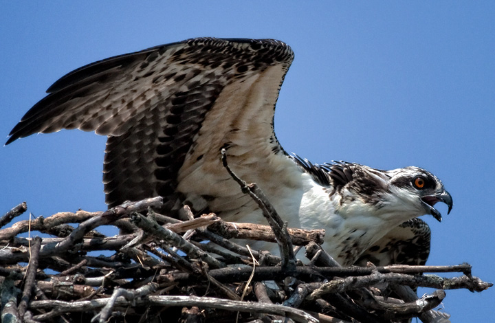 Osprey on Nest