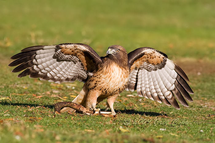 Wingspan
