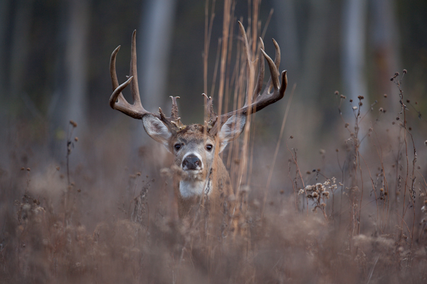 A TRUE Illinois giant