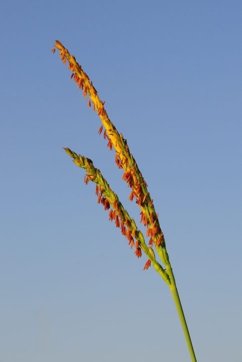 Forming of the Seed