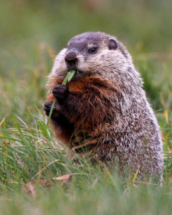Groundhog