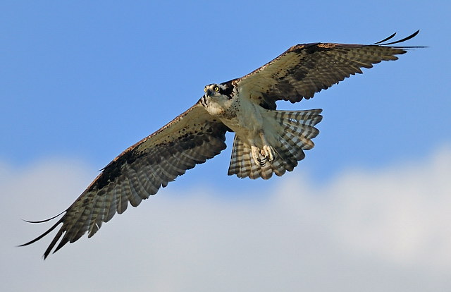 Osprey