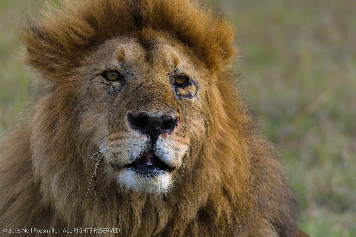 Scar Face