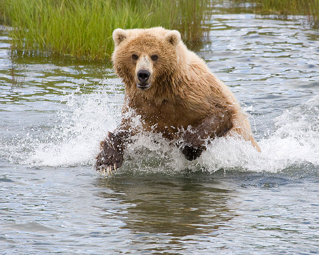 Charging Brown Bear