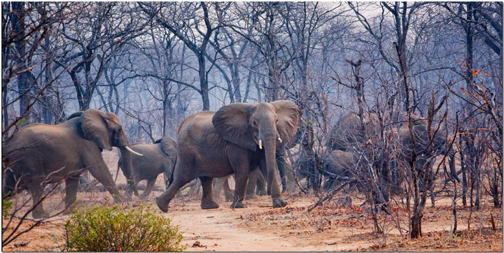 Elephants on Safari