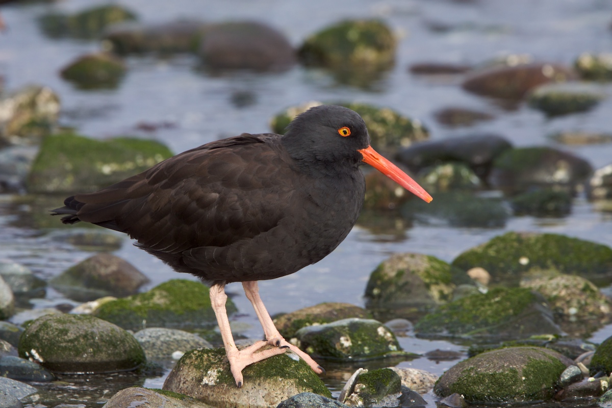 Black Oystercatcher