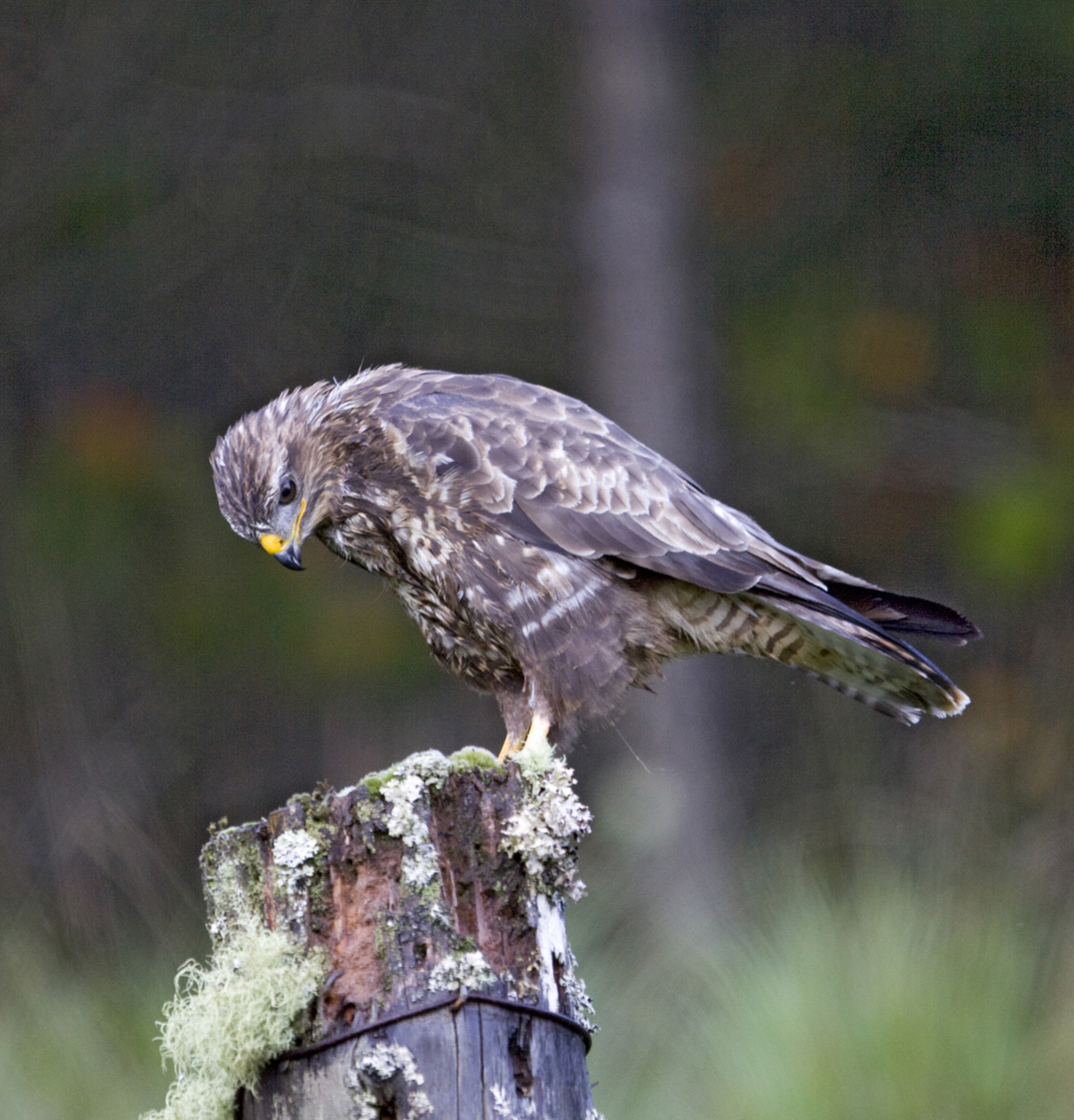 Common Buzzard