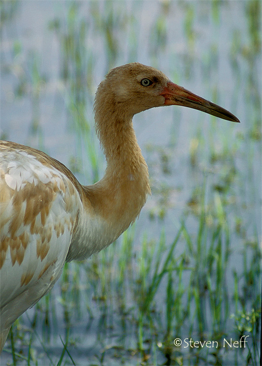 Florida Whooper Revised