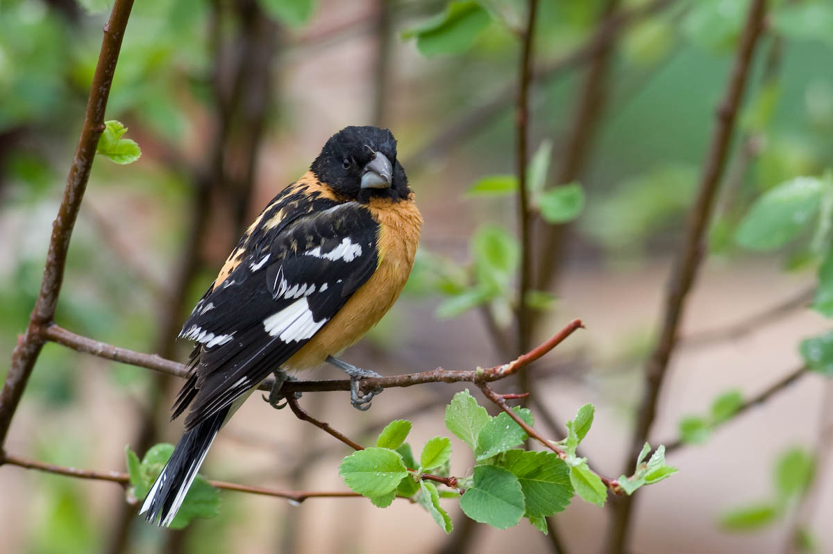 Black-Headed Grosbeak