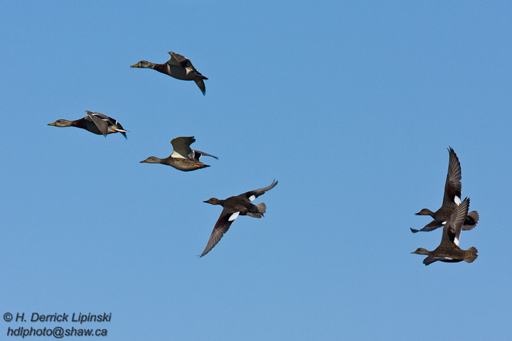 Mallards & Gadwalls