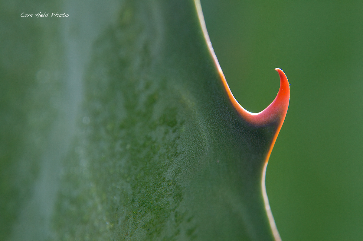 Thorn of Agave