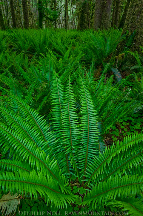 Fern Forest