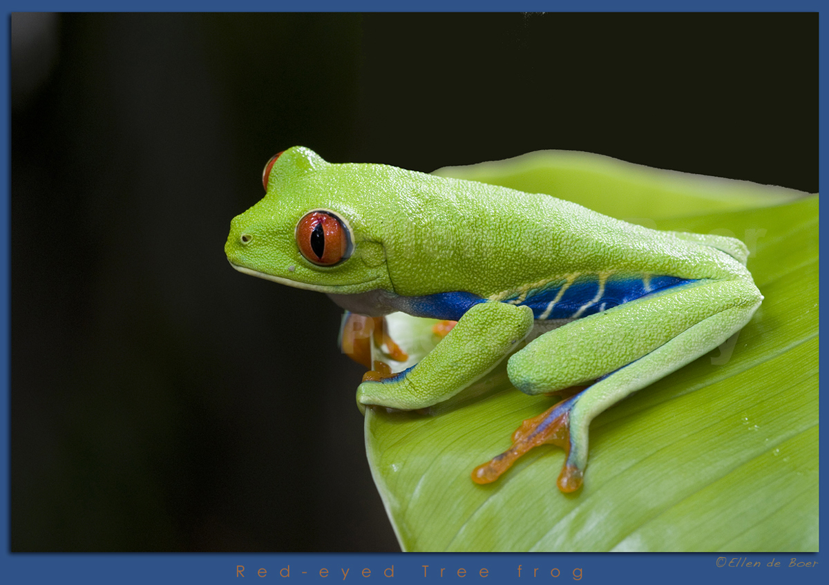 Red-eyed tree frog.