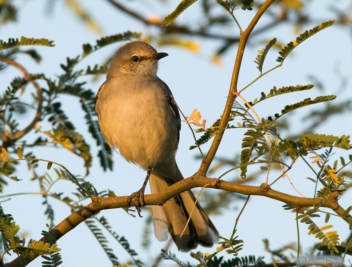 Northern Mockingbird