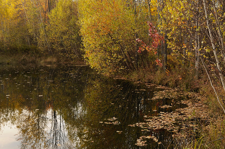 Birch pond reflections