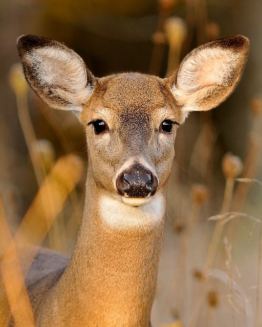 Doe portrait