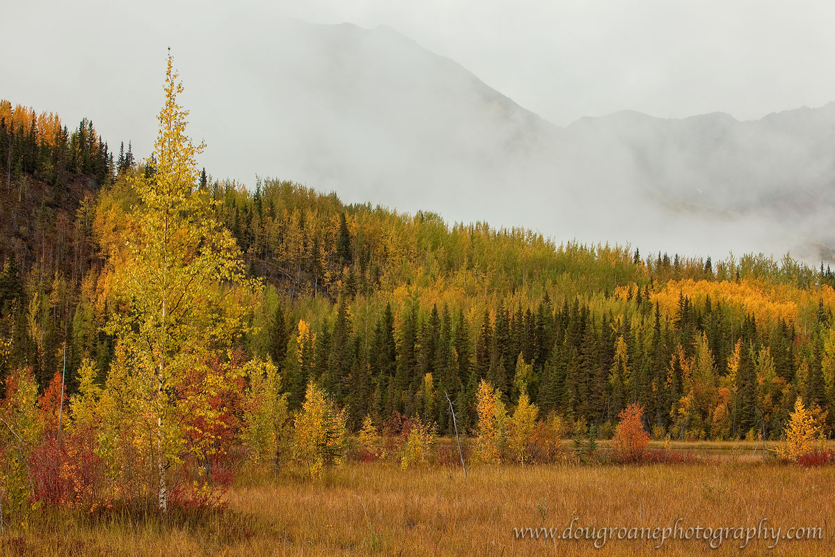 Foggy Autumn Afternoon