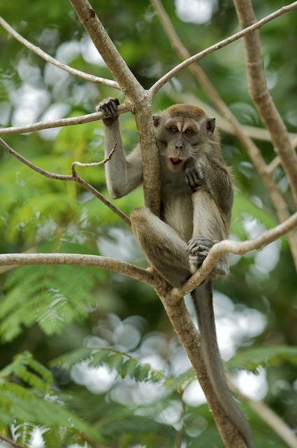 The Annoying Monkey!
