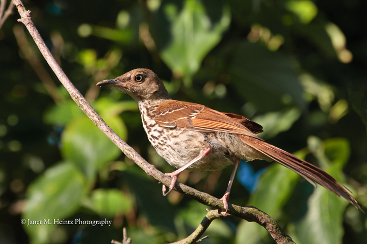 Brown Thrasher