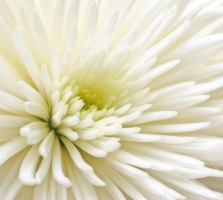 Flora Theme:My Pick