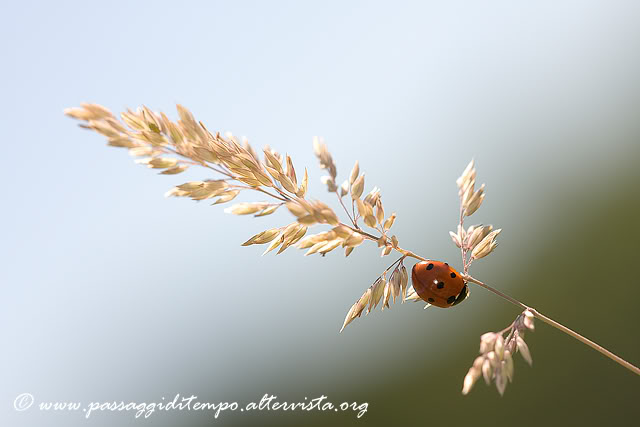 Ladybug