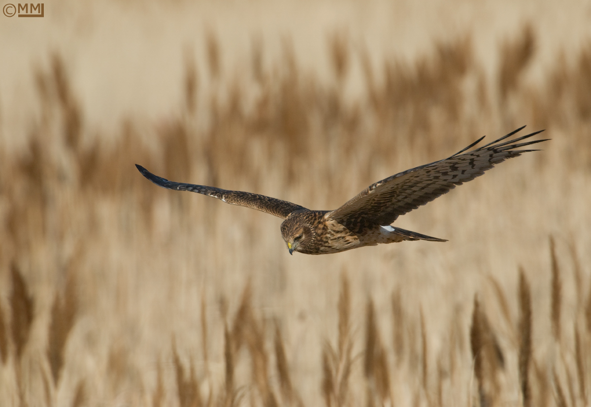 Harrier Hunting