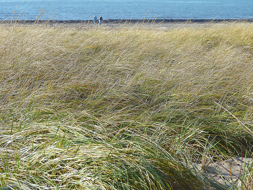 ~Grass~