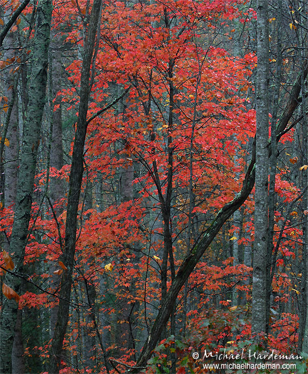 Maple in NC