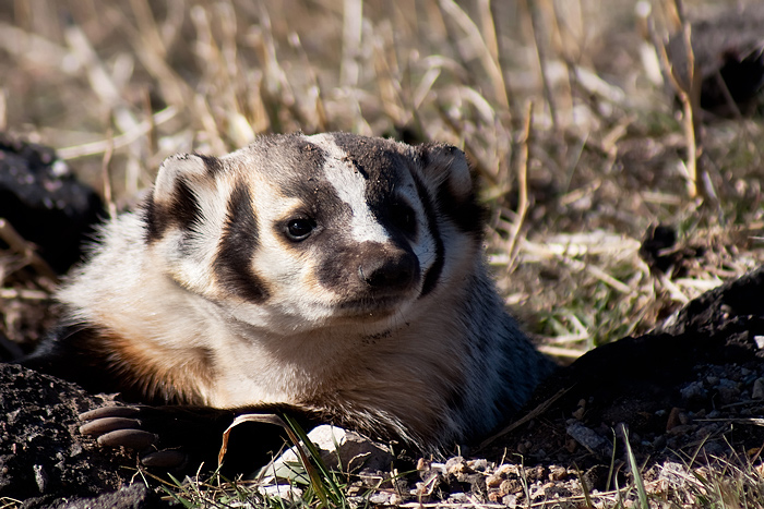 Colorado Badger
