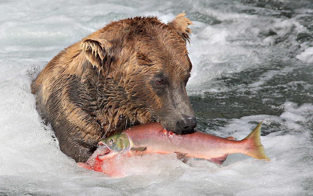 Salmons Last Moments