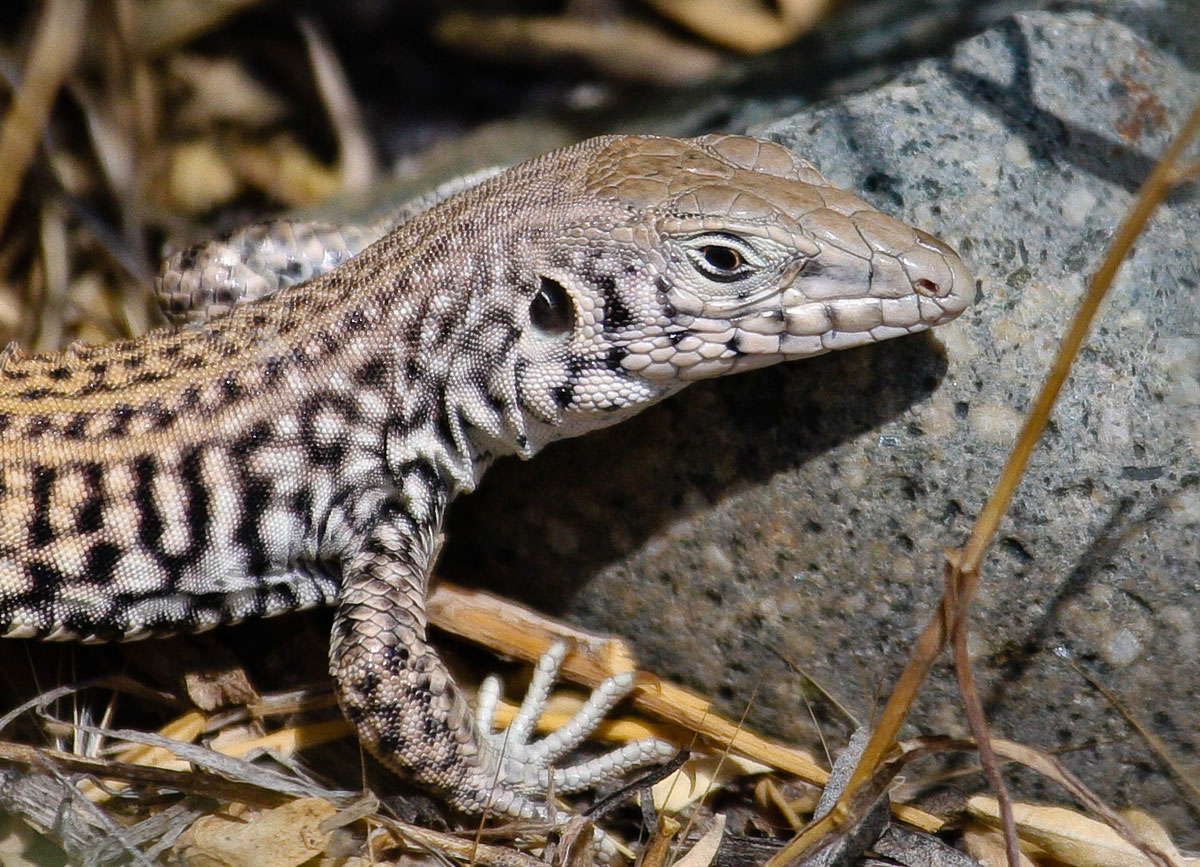 Tiger Whiptail Lizard