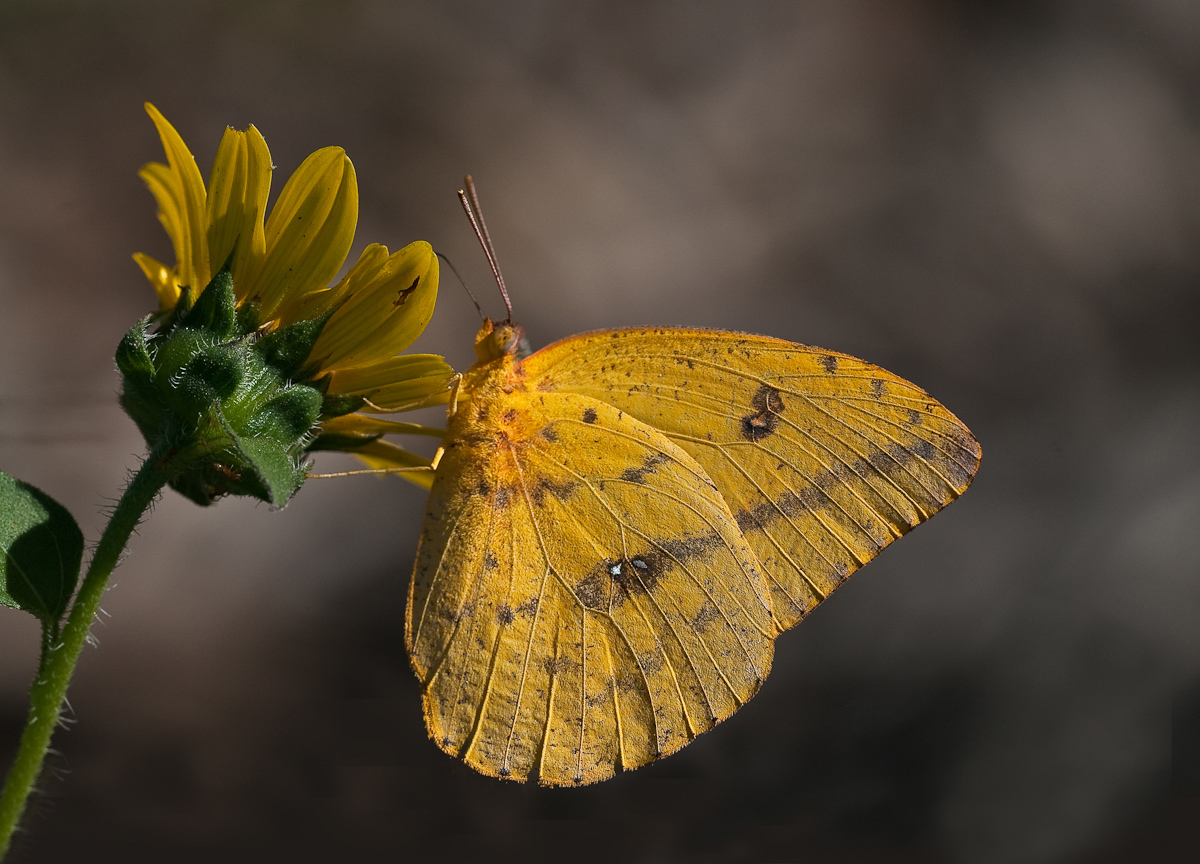 Large-orange Sulphur & repost