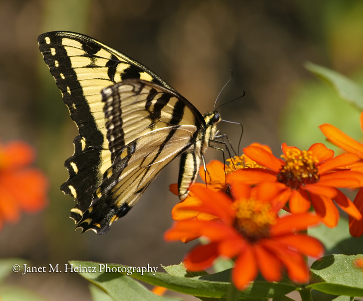 Tiger Swallowtail
