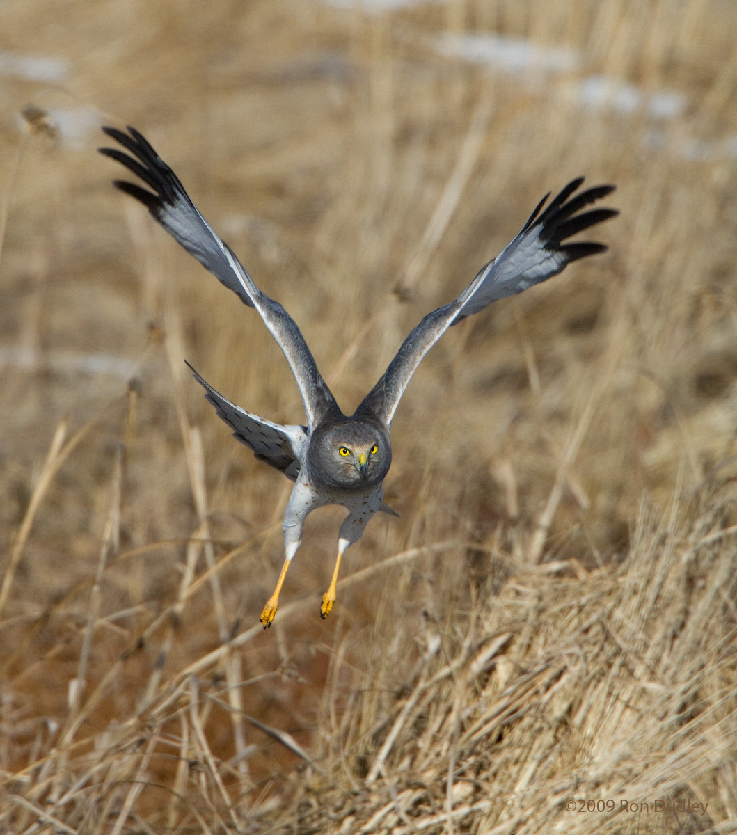Northern Harrier - male
