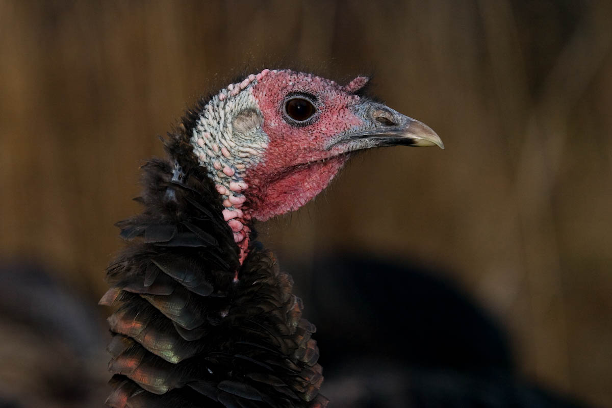 More Turkey Please!