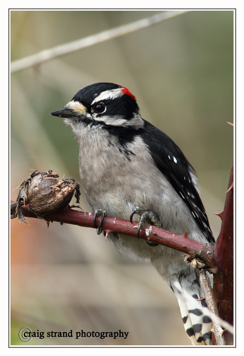 Downy Woodpecker