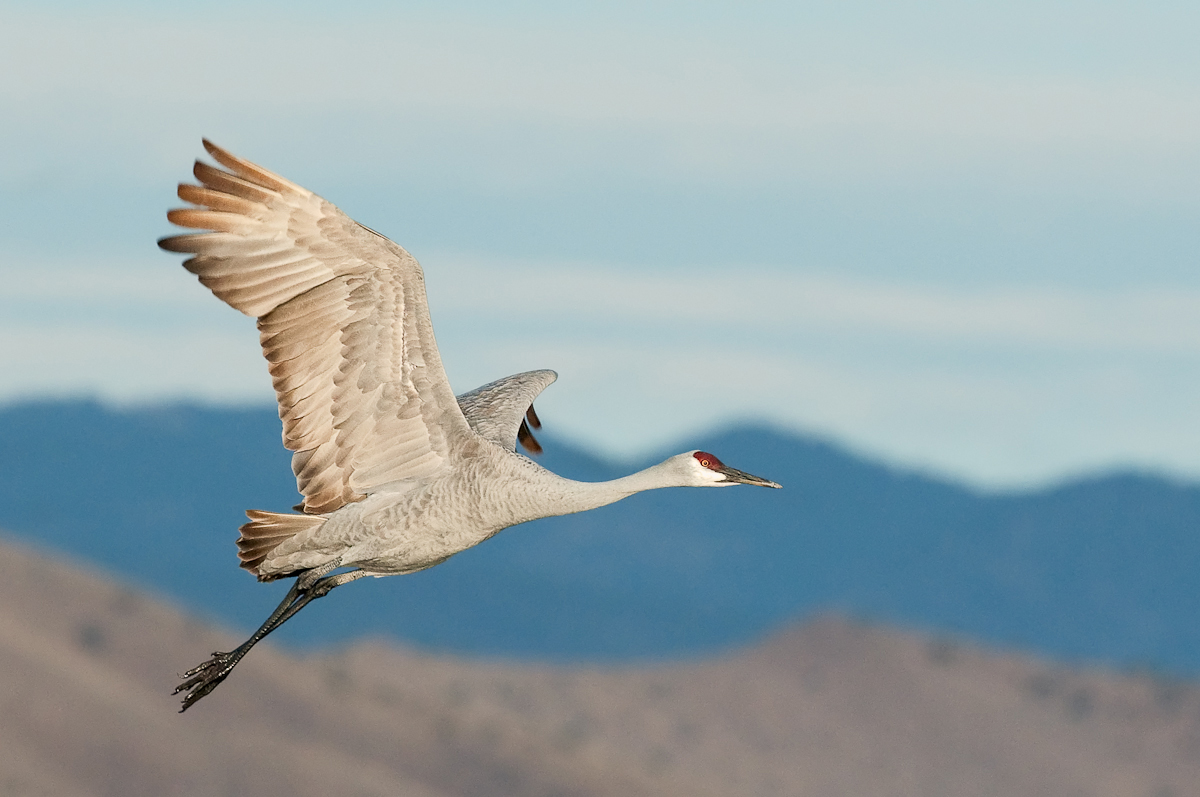 Sandhill Crane
