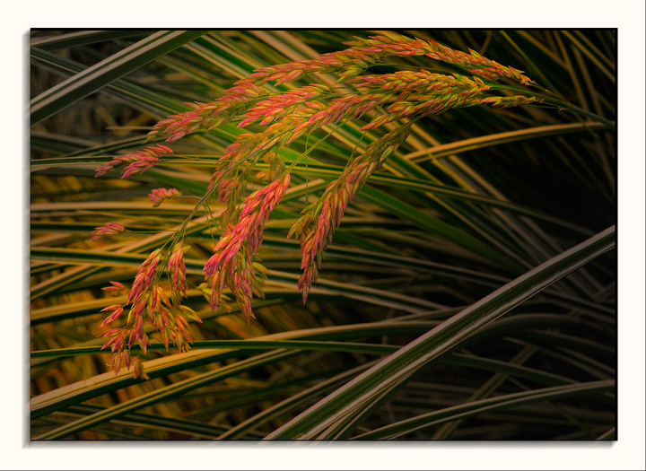 Grass