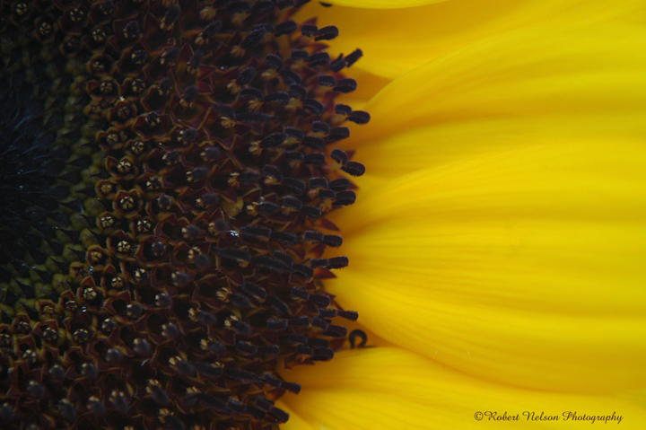 just a little sun-flower