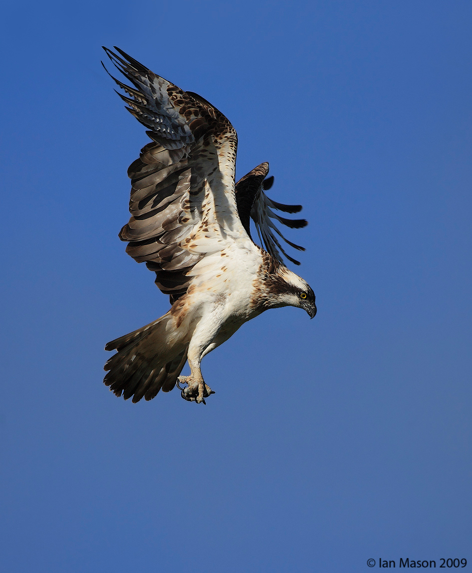 Osprey
