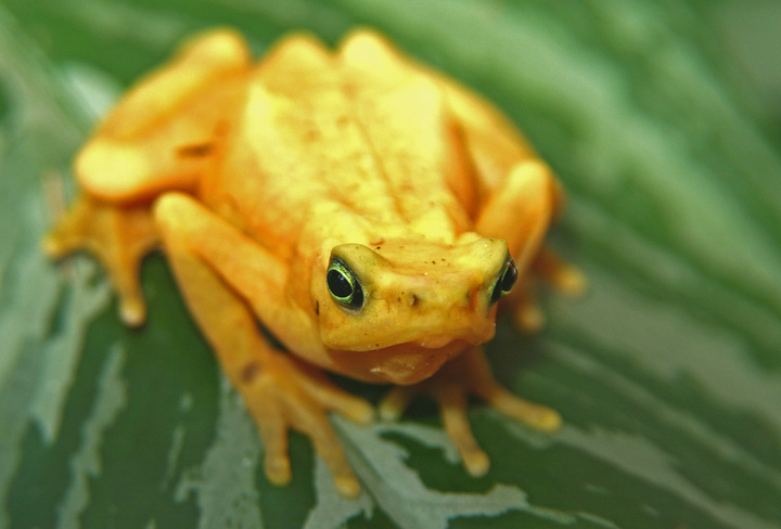 Panamanian Golden Frog